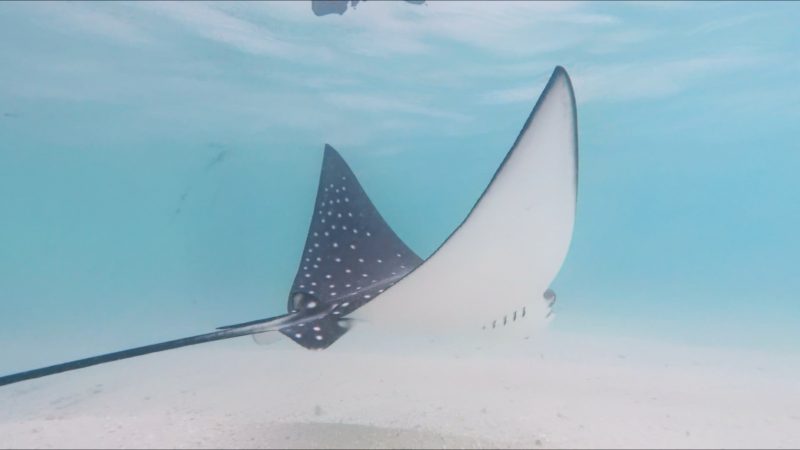 Free Underwater Lut